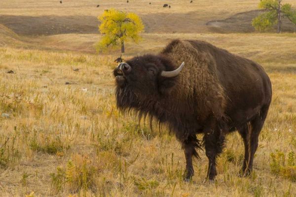 South Dakota, Custer SP Bellowing bison